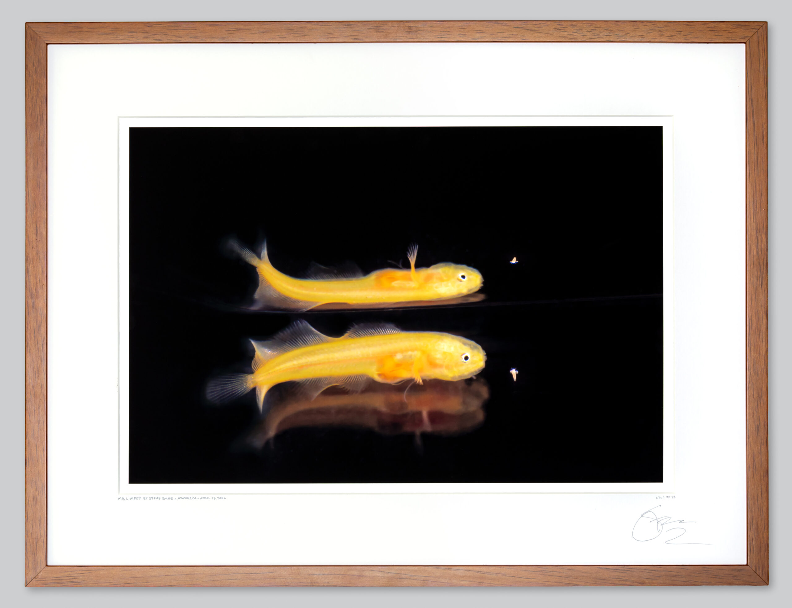 Mr. Limpet’s framed wall print, photographed in Steve Zmak’s studio
