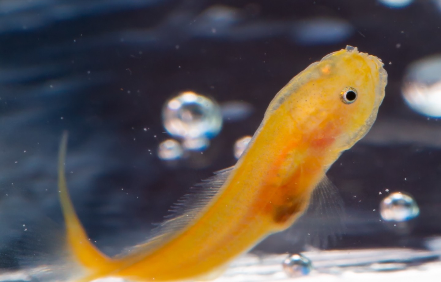 Mr. Limpet, a Yellow Brotulid, close up in the water