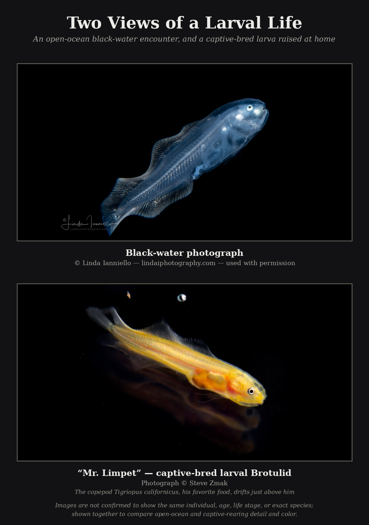 Two Views of a Larval Life — wild and captive-bred larvae